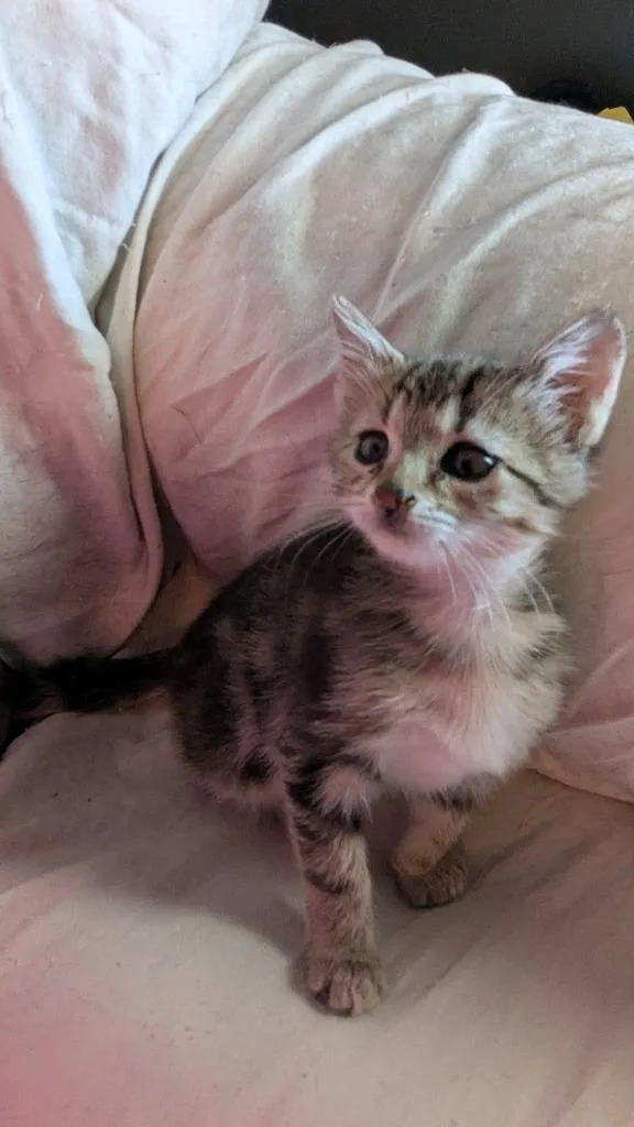A baby medium-sized male Domestic Short Hair cat named Milky Way for adoption in Johnson City, TN