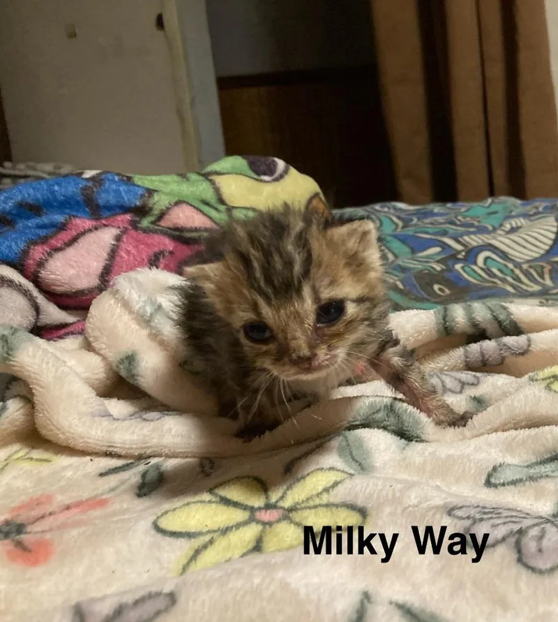 Milky Way thumbnail 2