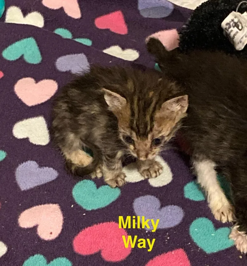 Milky Way thumbnail 4