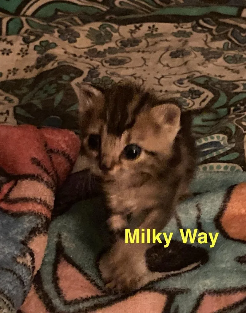 Milky Way thumbnail 5