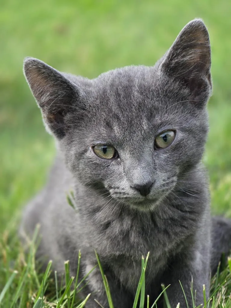 A baby small-sized male Domestic Short Hair cat named Dain for adoption in Huntington, IN