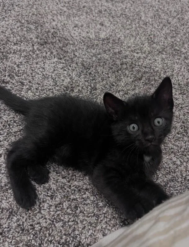 A young medium-sized male Black Domestic Short Hair cat named Bert for adoption in North Babylon, NY