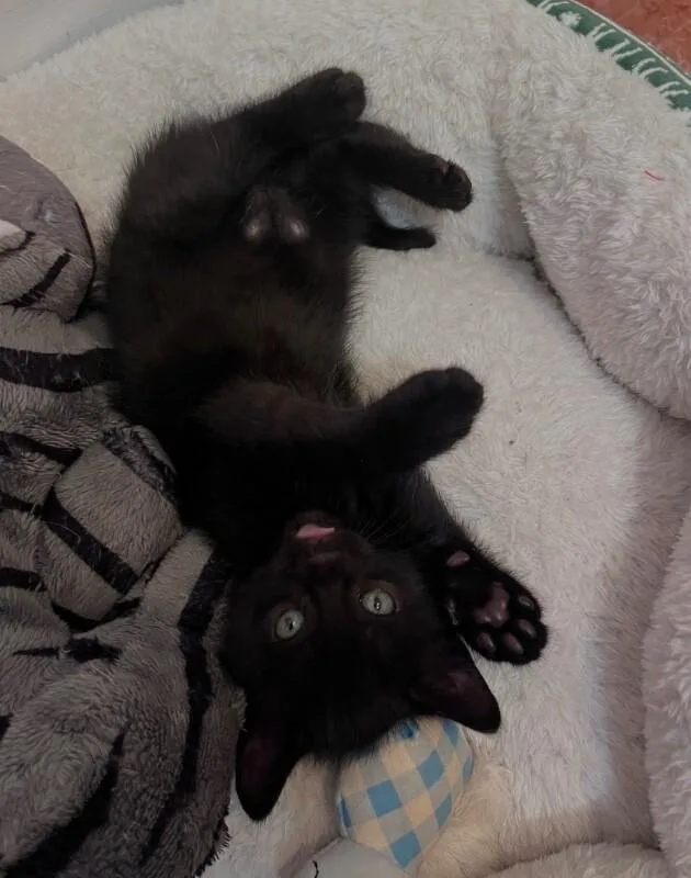 Bert thumbnail 2
