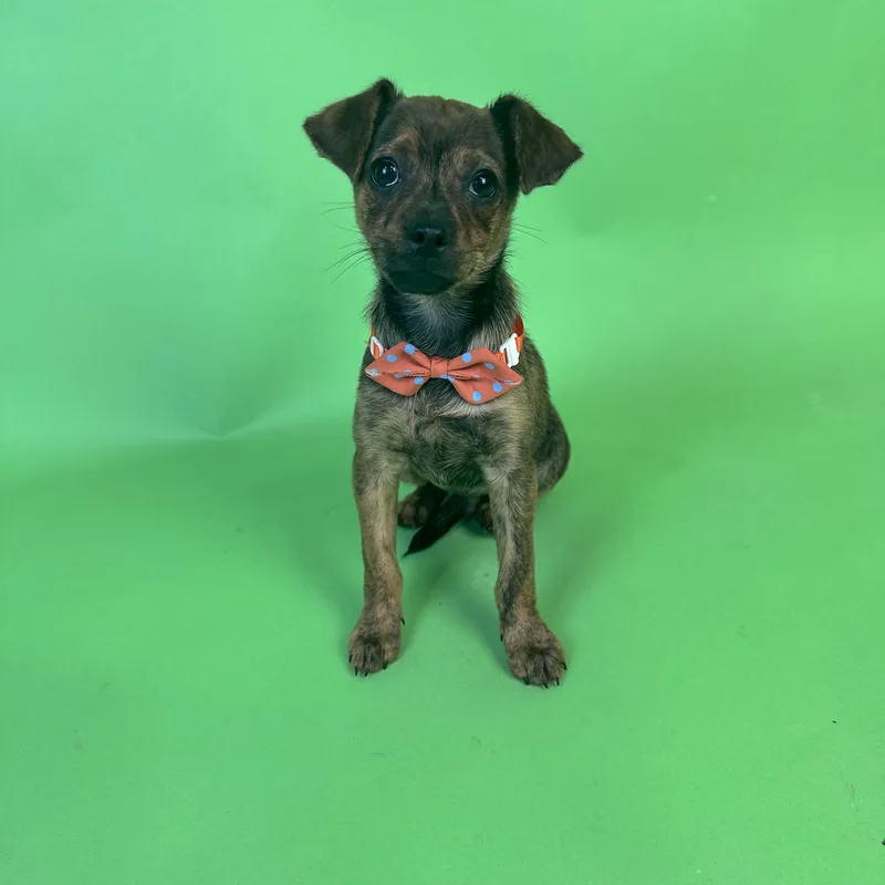 A baby small-sized male Brindle Chihuahua dog named Lenny for adoption in Alvin, TX