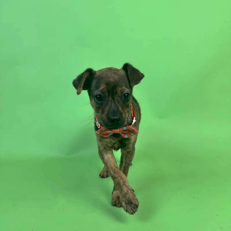 Lenny thumbnail 2