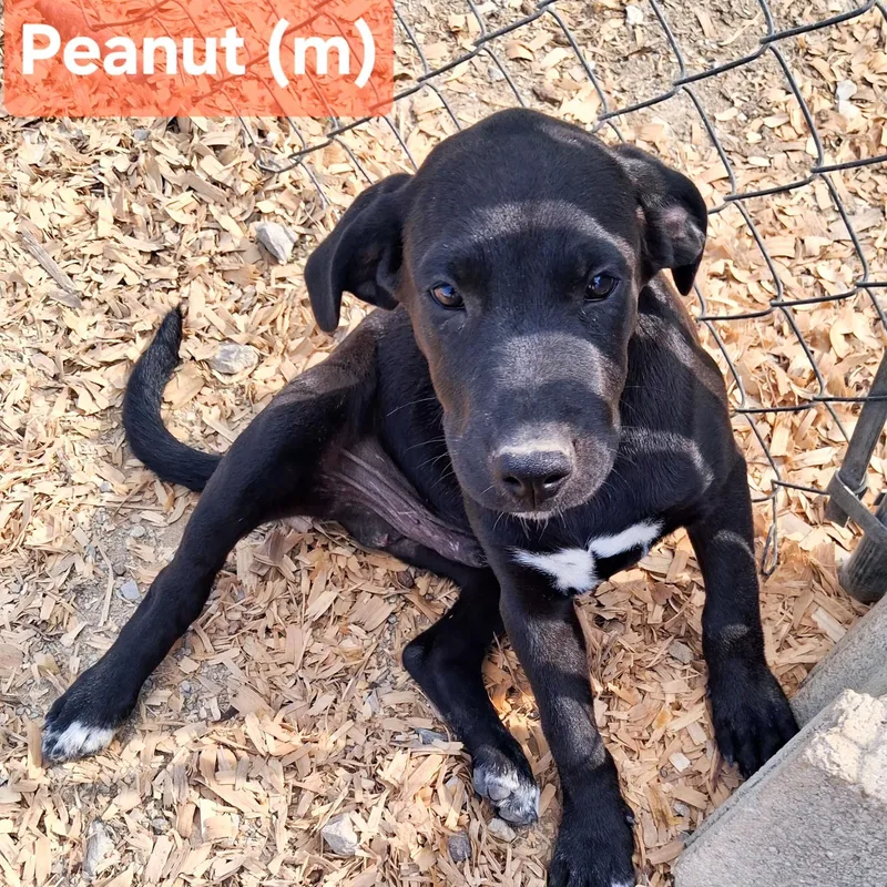 A baby medium-sized male Terrier dog named Peanut for adoption in Albany, NY