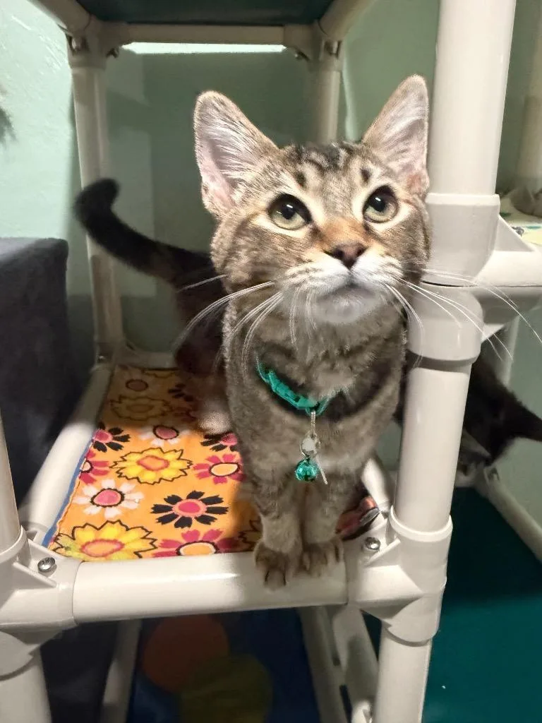 A baby small-sized female Domestic Short Hair cat named Silky for adoption in Labelle, FL