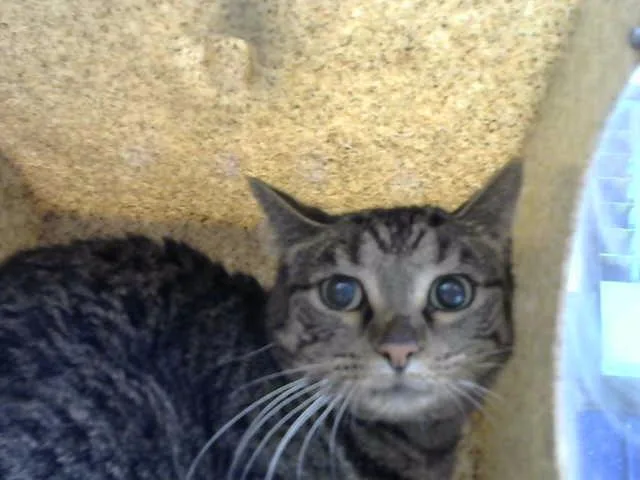 An adult small-sized female Domestic Short Hair cat named Giada for adoption in Albuquerque, NM