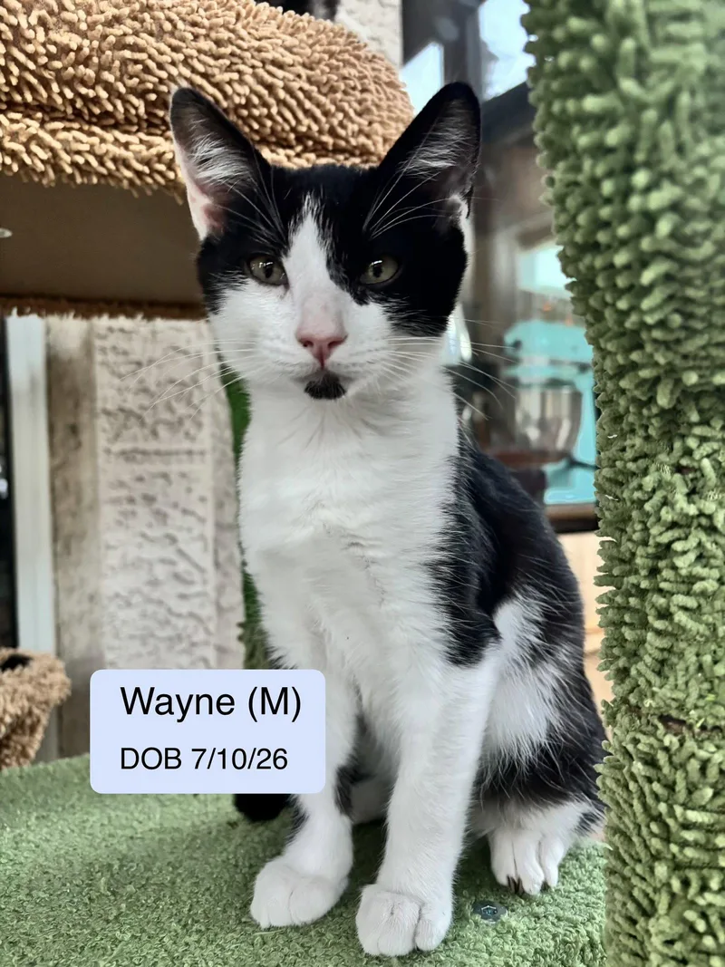 A baby medium-sized male Tuxedo cat named Wayne for adoption in Vacaville, CA