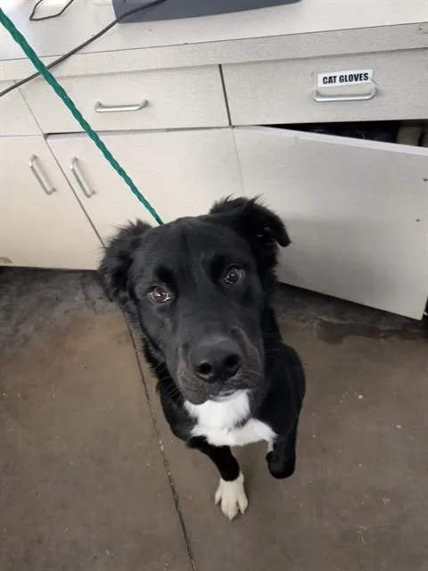 An adult large-sized male Mixed Breed dog named Cooper for adoption in Dallas, TX
