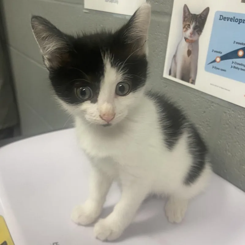 A baby small-sized female Black & White / Tuxedo Domestic Short Hair cat named Fidget for adoption in Allentown, PA