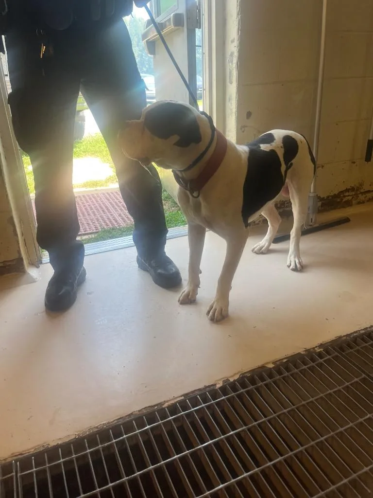 An adult large-sized male American Bulldog dog named Buck for adoption in Mineral, VA