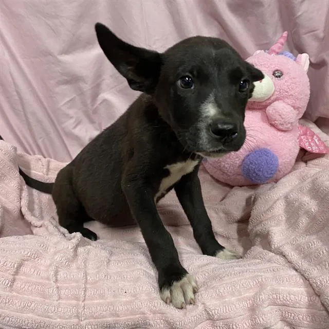 A baby small-sized male Border Collie dog named Limos for adoption in Modesto, CA