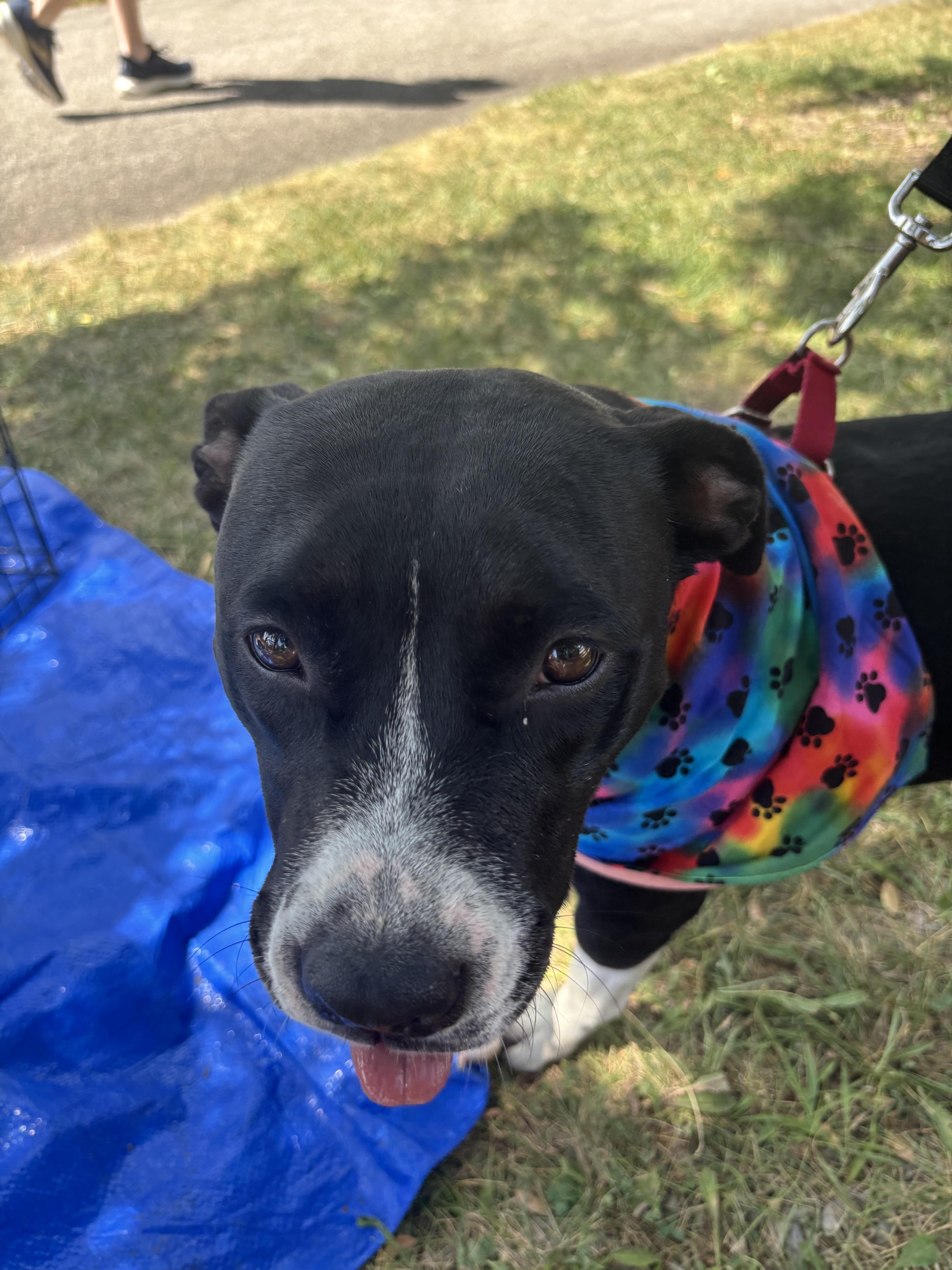 A young medium-sized female Black Terrier dog named Clara for adoption in Whitestown, IN
