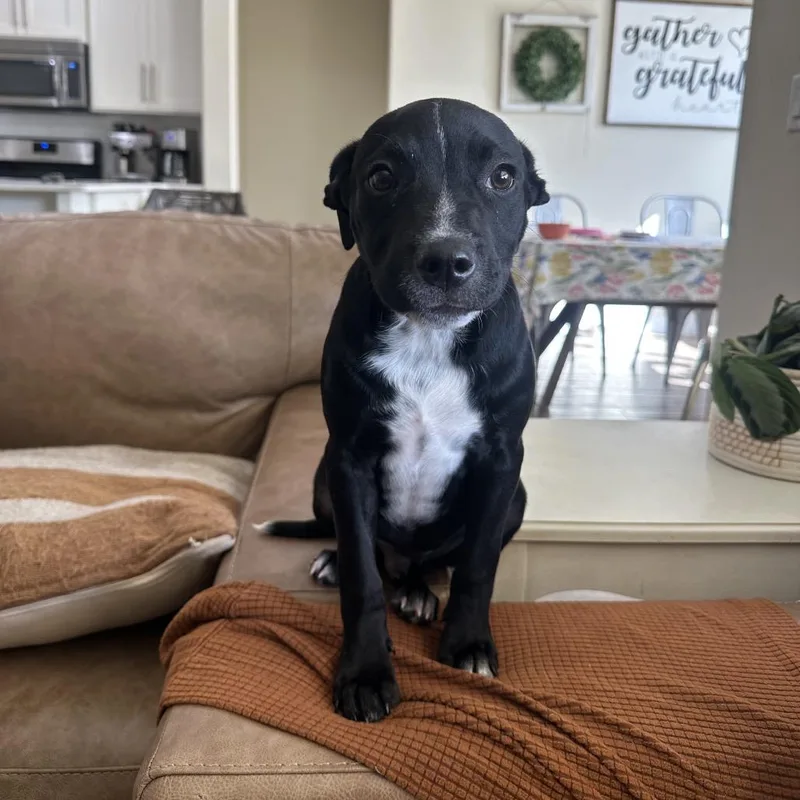 A baby medium-sized male Mixed Breed dog named Tom for adoption in St. George, UT