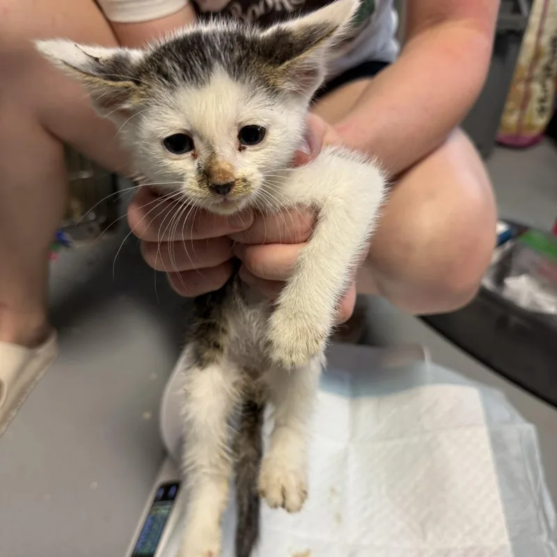 A baby medium-sized male American Shorthair cat named Kylian Mbappe for adoption in Houston, TX