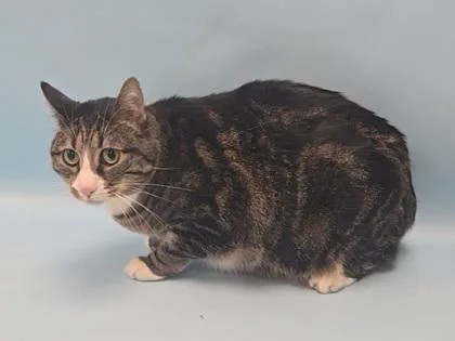 An adult small-sized female Domestic Short Hair cat named Layla for adoption in Coon Rapids, MN