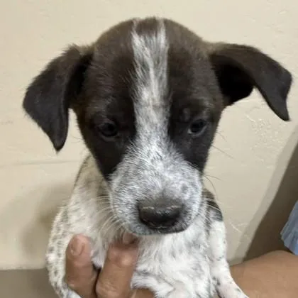 A young medium-sized female Black Australian Cattle Dog / Blue Heeler dog named Astra for adoption in Flagstaff, AZ