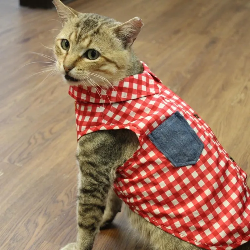 A young medium-sized male Domestic Short Hair cat named Garfield for adoption in Houston, TX