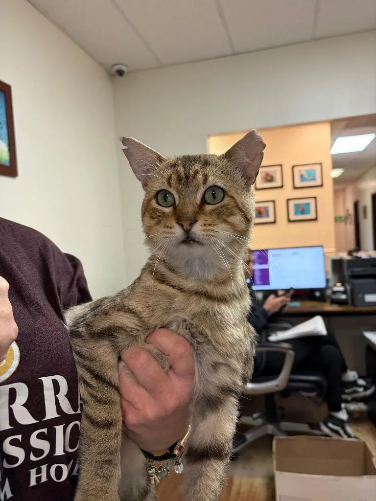 Garfield thumbnail 2