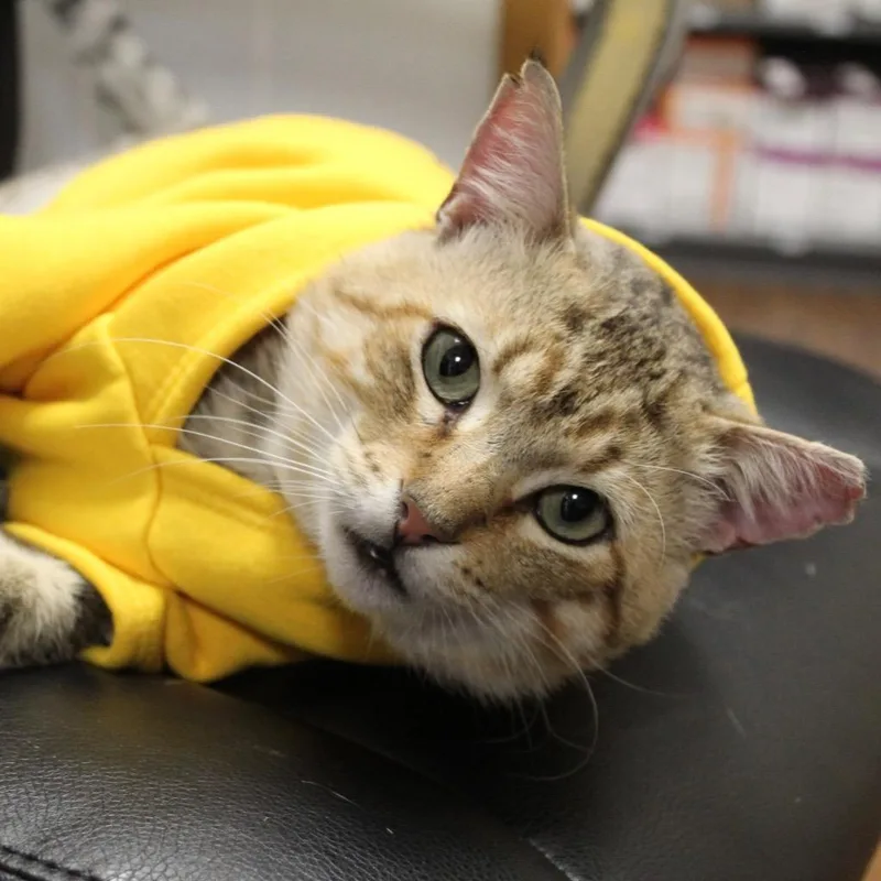 Garfield thumbnail 4