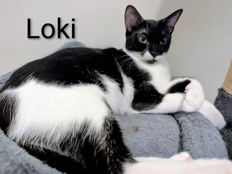 Loki thumbnail 2
