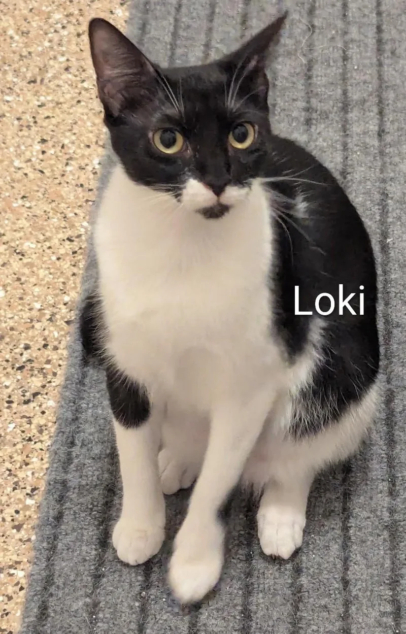 Loki thumbnail 3