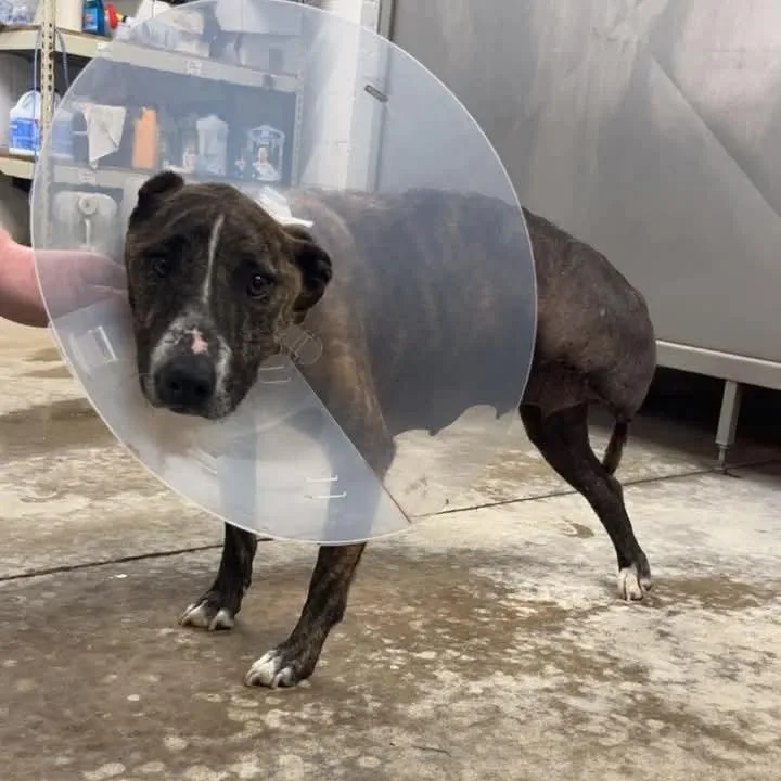 An adult medium-sized female Brindle Mountain Cur dog named Marghie for adoption in McKenzie, TN