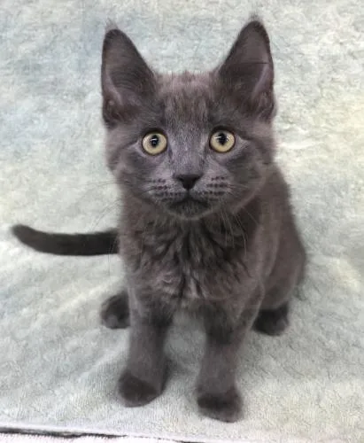 A baby medium-sized female Domestic Short Hair cat named Riley for adoption in Thief River Falls, MN