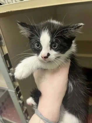 A young small-sized male Domestic Short Hair cat named Garbanzo for adoption in Columbus, IN