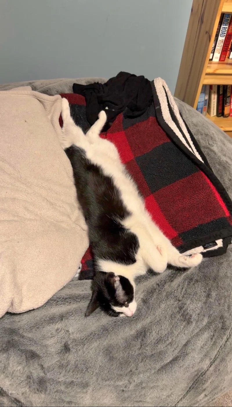 Colt  Bonded Sibling thumbnail 3