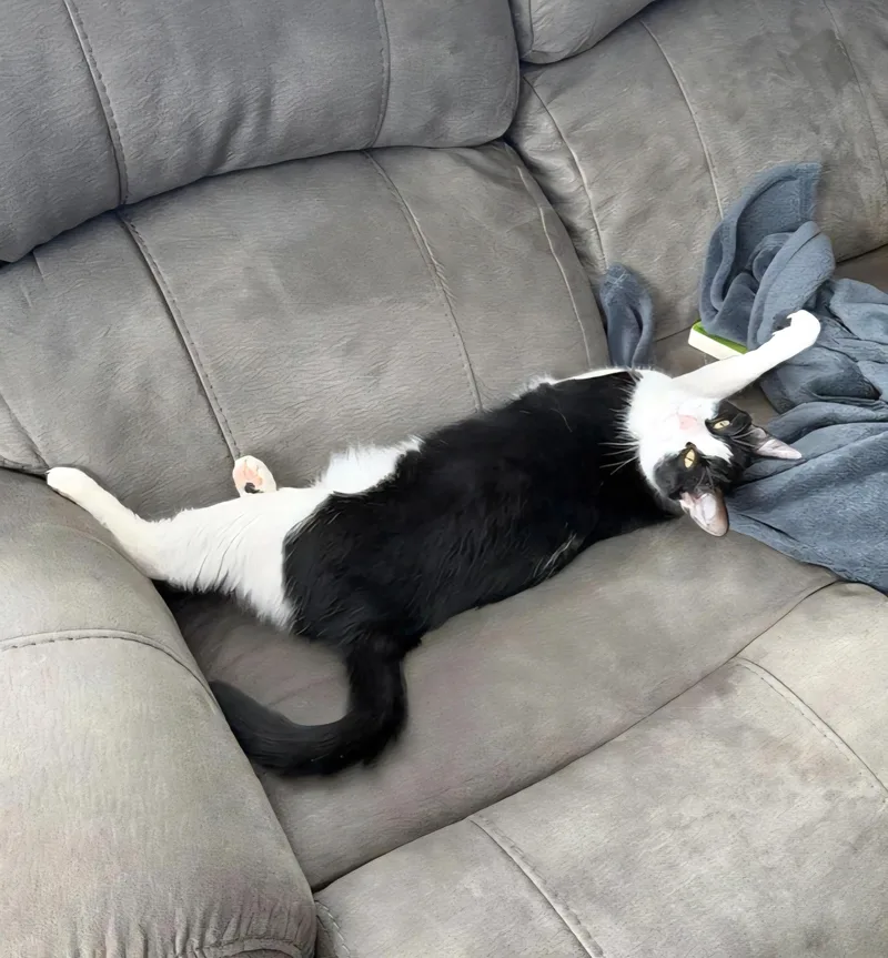 Colt  Bonded Sibling thumbnail 6