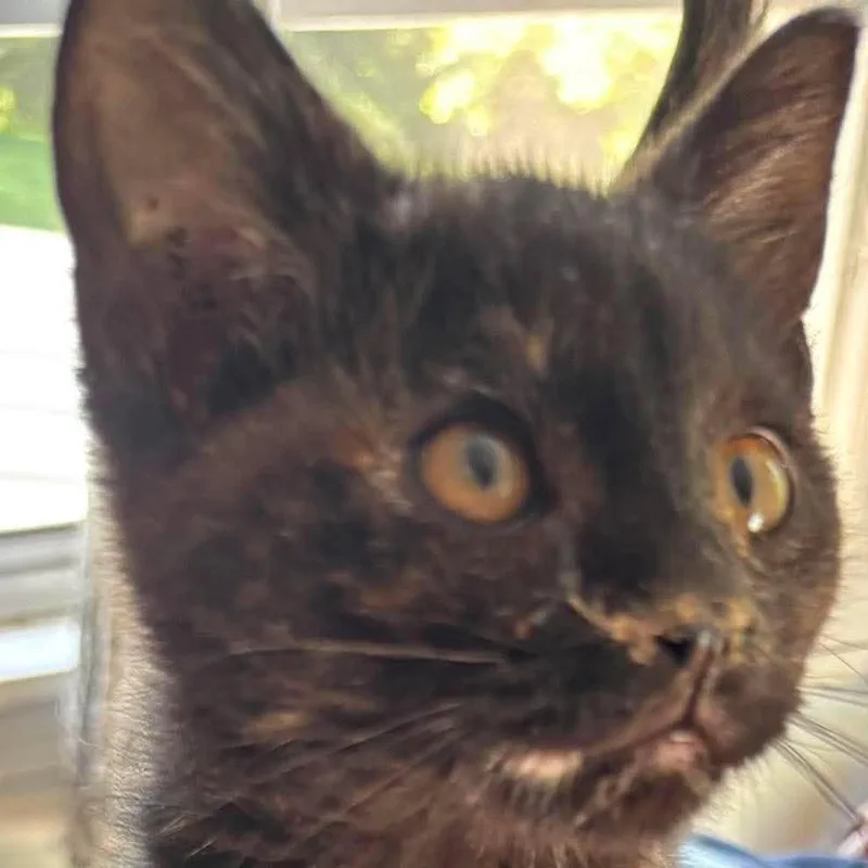 A baby small-sized female Black Domestic Medium Hair cat named Finn for adoption in Winchester, VA