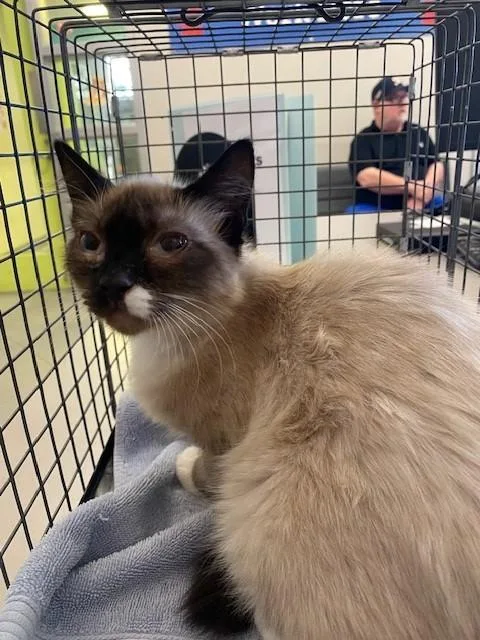 A young small-sized female Domestic Short Hair cat named A for adoption in Rancho Cucamonga, CA