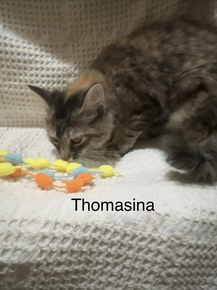 A baby small-sized female Domestic Medium Hair cat named Thomasina for adoption in Groveland, MA