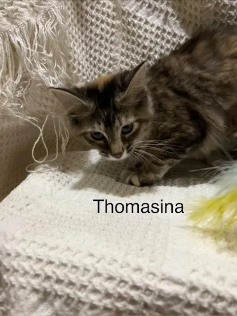 Thomasina thumbnail 3