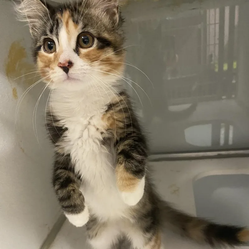 A baby small-sized female Domestic Medium Hair cat named Hallow for adoption in Binghamton, NY