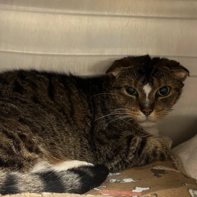 A senior small-sized female Brown / Chocolate Domestic Short Hair cat named Ham Salad for adoption in York, PA