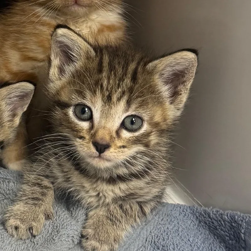 A baby small-sized female Brown / Chocolate Domestic Medium Hair cat named Tabby for adoption in Shelbyville, IL