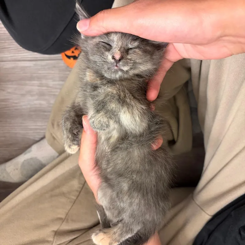 A baby small-sized female Gray / Blue / Silver Domestic Short Hair cat named Meowry Jane for adoption in Indianapolis, IN
