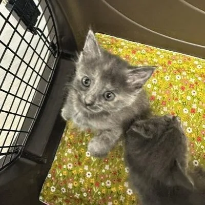 Meowry Jane thumbnail 2