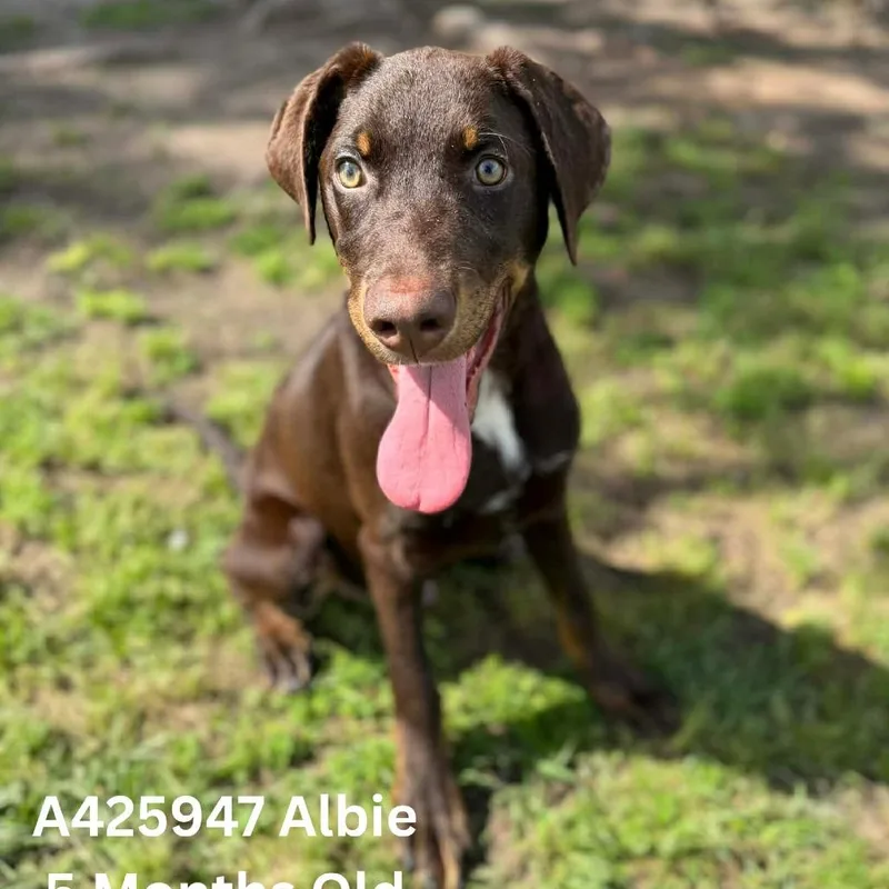 Albie thumbnail 2