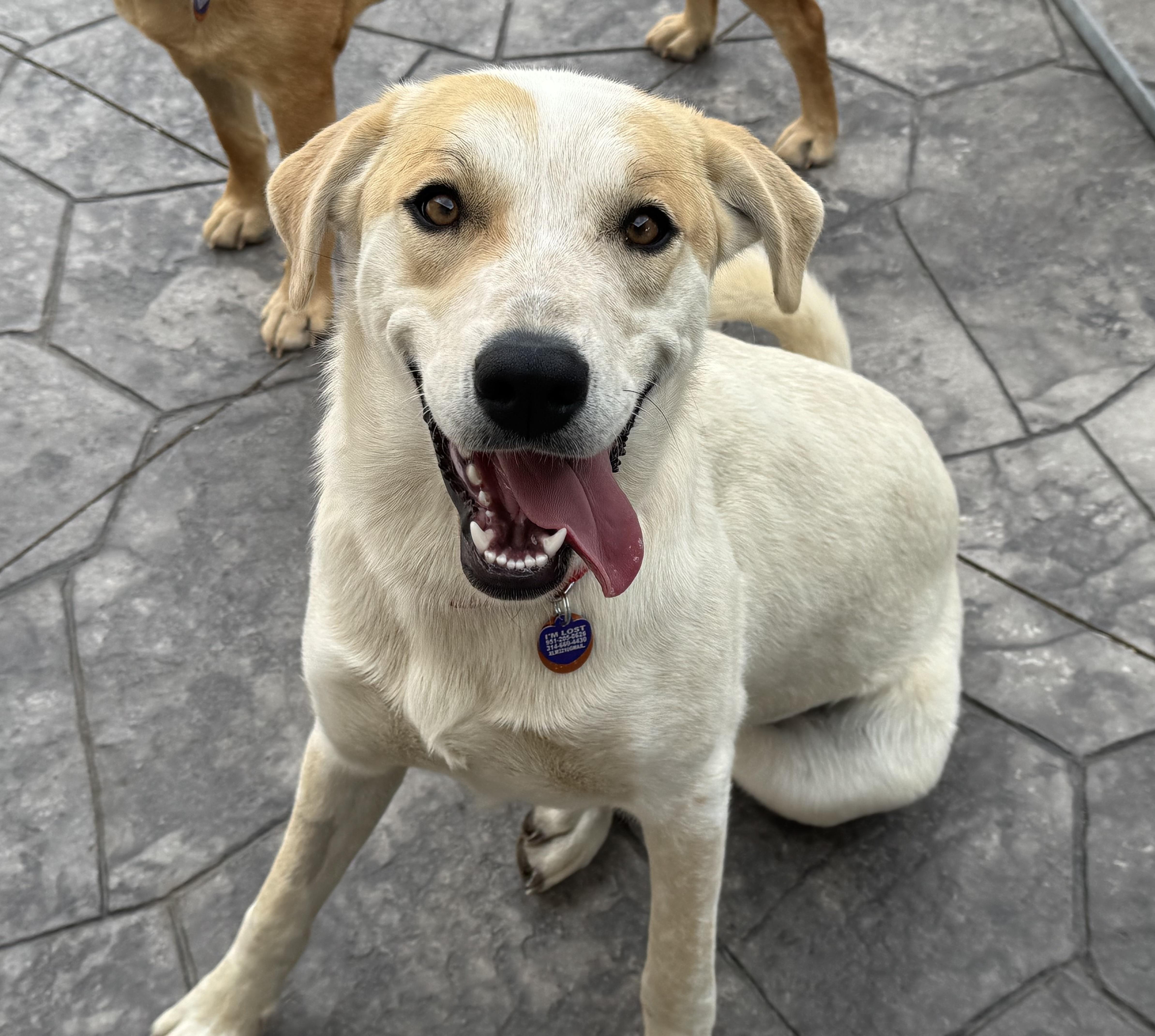 A young large-sized female White / Cream Great Pyrenees dog named Sophie for adoption in O'Fallon, MO