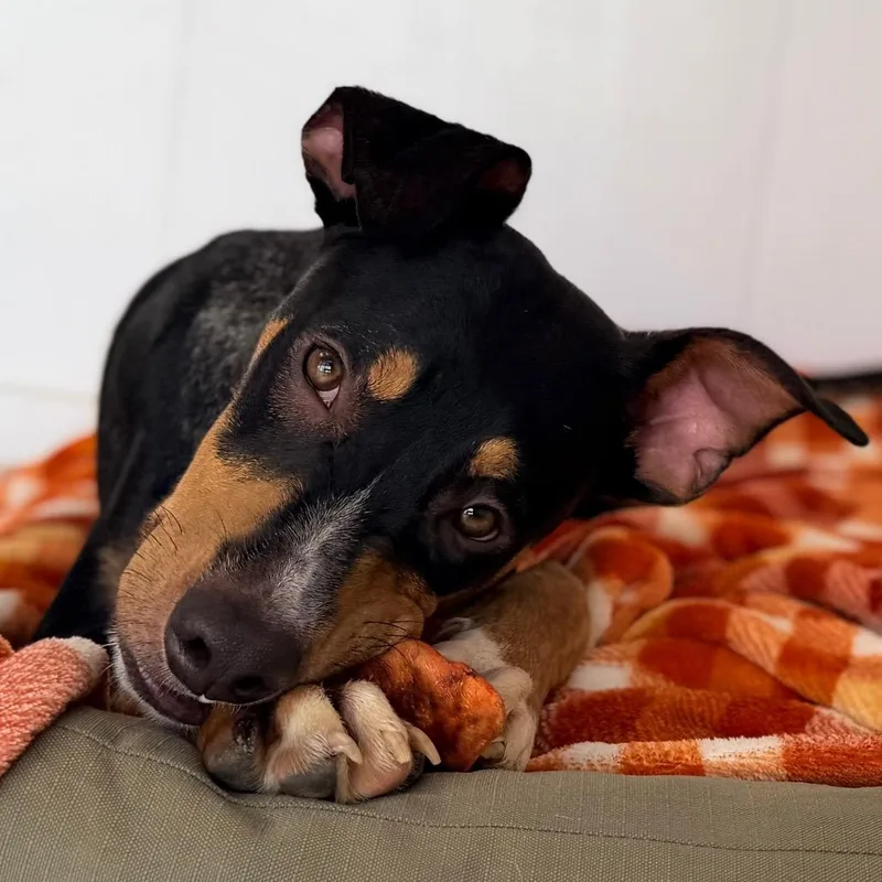 A young medium-sized male Black Mouth Cur dog named Woody for adoption in Green Bay, WI
