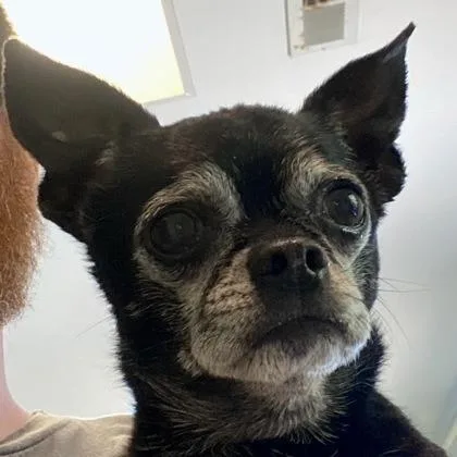 A senior small-sized female Black Chihuahua dog named Deb for adoption in Erie, PA