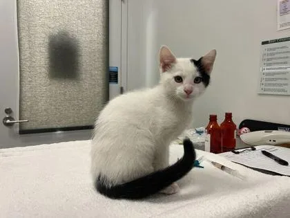 A baby small-sized male White Domestic Short Hair cat named Bryce And Zachโs Bromance for adoption in Kansas City, MO