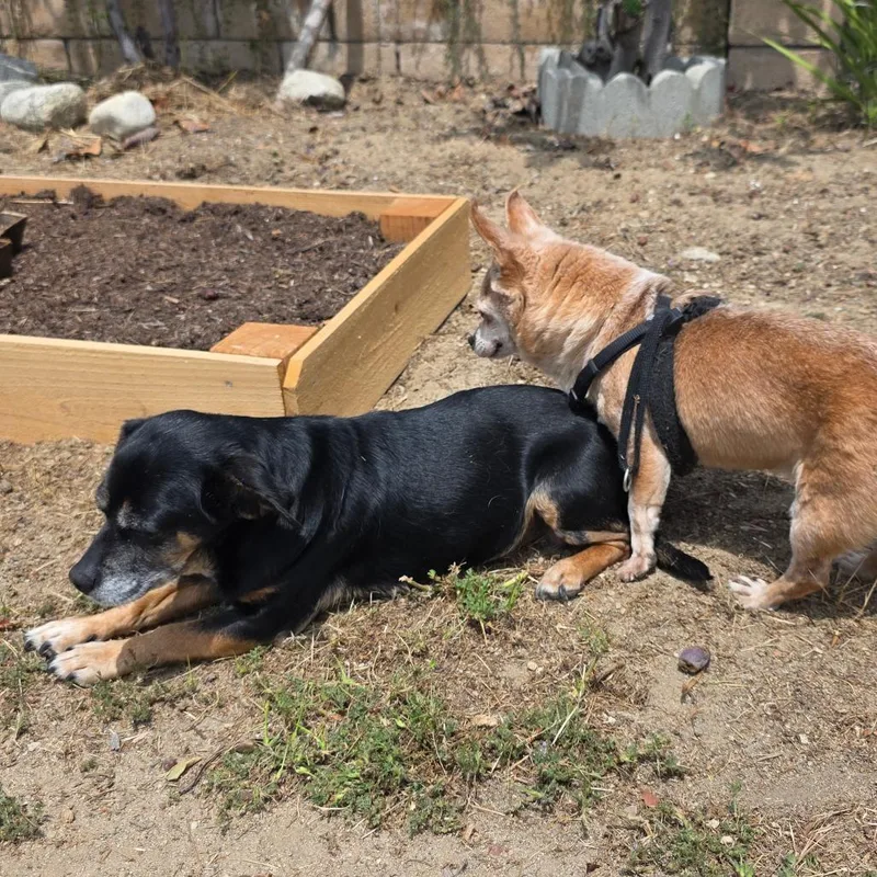 A senior small-sized female Black Chihuahua dog named Julie for adoption in Ramona, CA