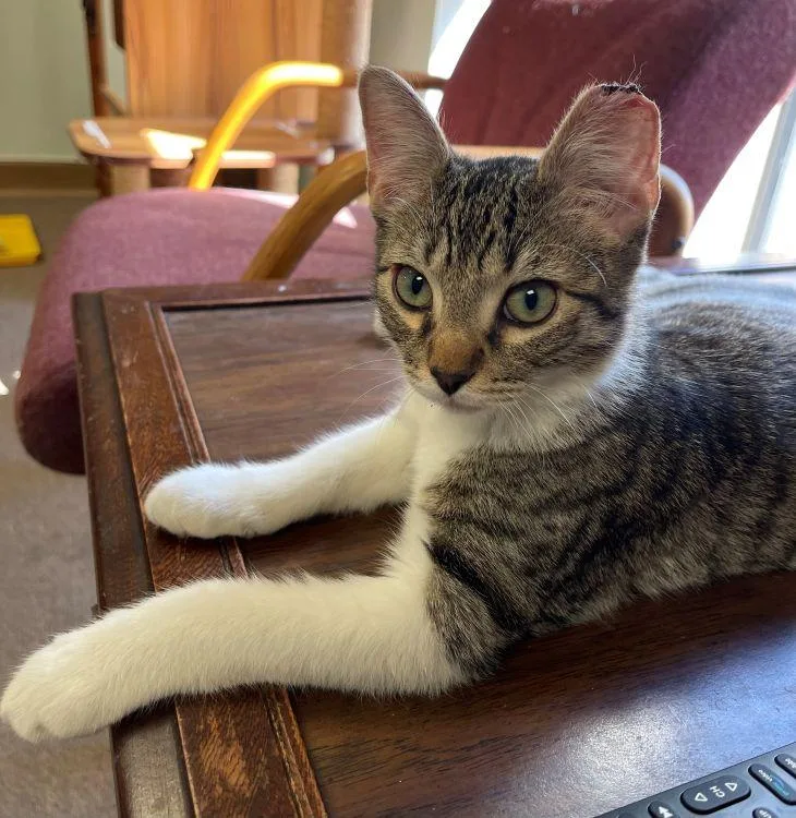 A baby medium-sized male Tabby (Gray / Blue / Silver) American Shorthair cat named Tito for adoption in Richardson, TX