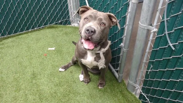 A young medium-sized female Pit Bull Terrier dog named Dolly for adoption in Downey, CA
