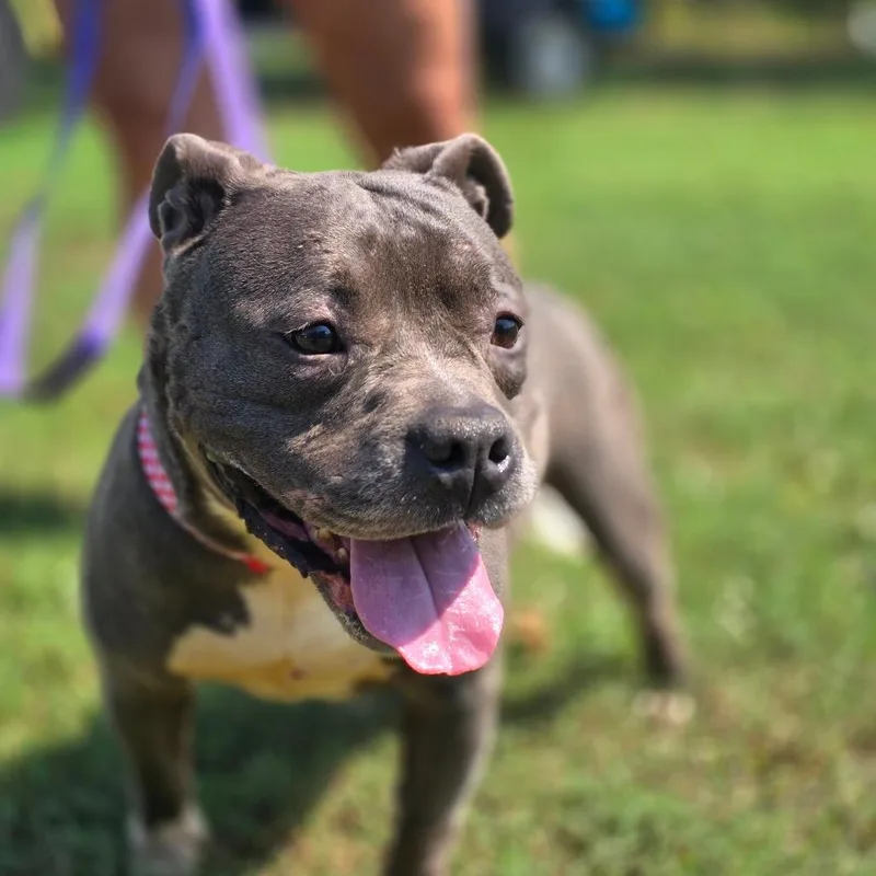 An adult medium-sized female French Bulldog dog named Pixie for adoption in Cartersville, GA